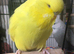 Tame baby female Exhibition budgie