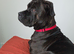 Cane corso cross