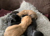 Adorable Lhasa Apso puppies for sale