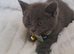 6 beautiful British shorthair kittens