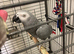 Tame and talkative African grey