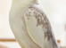 Breeding pair for sale