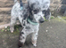 5* rated licensed Merle fully health tested toy poodle stud