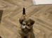BEAUTIFUL CHORKIE BOY
