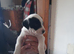 Puppys