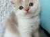 Adorable Scottish Fold Kittens