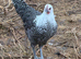 Silver campine girls for sale