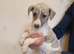 Beautiful Whippet Puppies