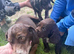 Working cocker spaniel puppy’s