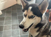 Siberian husky male for stud