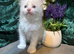 Pure-breed Ragdoll kittens
