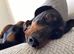 2 year old Dachshund to a good home