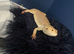 Bearded dragon