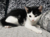 Super adorable kittens ready now