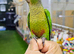 Hand reared Baby Green Cheek conure