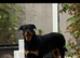 Rottweiler puppies