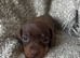 Miniature Dachshund