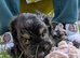 Toy cockapoo f2b puppies