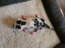 Bengal cross kittens
