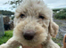 Doodles looking new homes