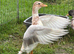 Call duck pairs 2026 hatch