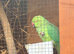 Female ring neck