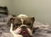 Reduced Looking for forever home