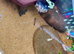 MUSK TURTLES FOR SALE - MALE & FEMALE