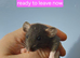 Dumbo rats male and female Ready Now !