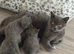 Beautiful British shorthair