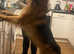 German shepherd for stud in Isle of Arran