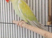 Bull and green indini red ring neck