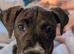 Staffy cross American bulldog