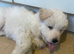 2 white German/swiss shepherd pups