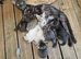 Bengal/Siamese/maine coon mix