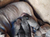 3 Cane corso x extacy bandog pups available