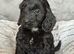 Cockapoo Puppies looking for there forever home