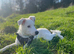 Border Collie needs a new home