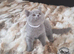 Pure Pedigree BSH Kittens