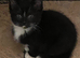 4 beautiful Kittens