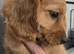 Cocopoo puppies for sale
