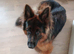 Longhaired German shepard