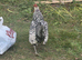 Silver Sebright Young Male