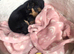 Adorable Yorkshire Terrier puppy 1 boy available.