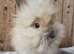 Baby lion head girl