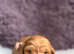 ️longhaired cream dachshund️