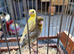 Raza canaries for sale