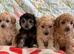 Extensively Health Tested kc toy poodle puppies