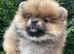 KC Pomeranian females Russian/Taiwan bloodlines