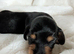 Long haired stunning puppies